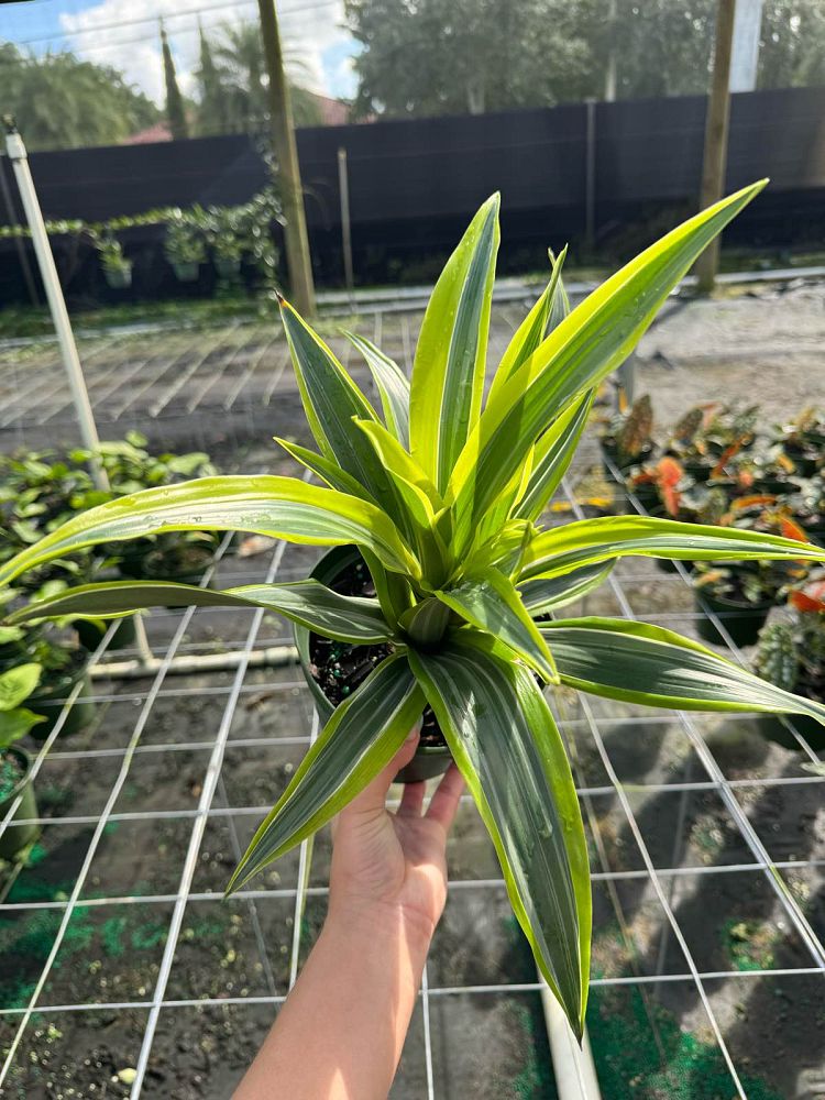 dracaena-fragrans-lemon-lime-chinese-moneytree-dragon-tree-dracaena-deremensis-lemon-lime