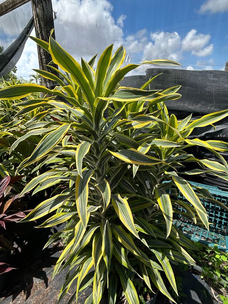 dracaena-fragrans-lemon-lime-chinese-moneytree-dragon-tree-dracaena-deremensis-lemon-lime