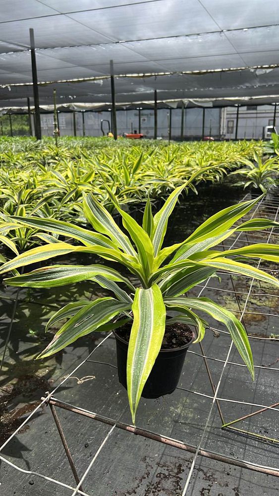dracaena-fragrans-lemon-lime-chinese-moneytree-dragon-tree-dracaena-deremensis-lemon-lime