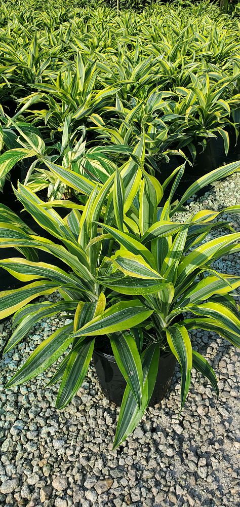 dracaena-fragrans-lemon-lime-chinese-moneytree-dragon-tree-dracaena-deremensis-lemon-lime