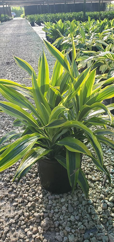 dracaena-fragrans-lemon-lime-chinese-moneytree-dragon-tree-dracaena-deremensis-lemon-lime