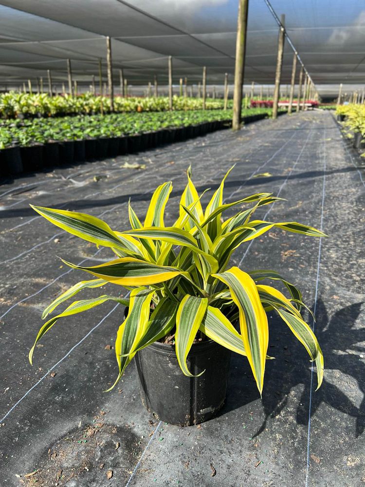dracaena-fragrans-lemon-lime-chinese-moneytree-dragon-tree-dracaena-deremensis-lemon-lime