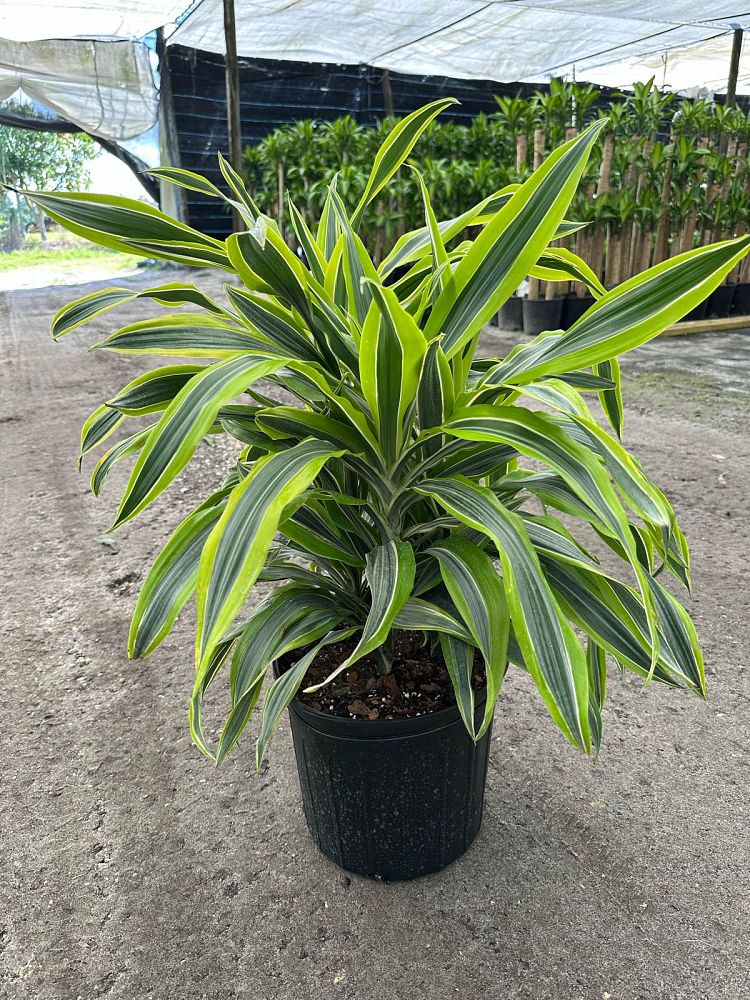 dracaena-fragrans-lemon-lime-chinese-moneytree-dragon-tree-dracaena-deremensis-lemon-lime