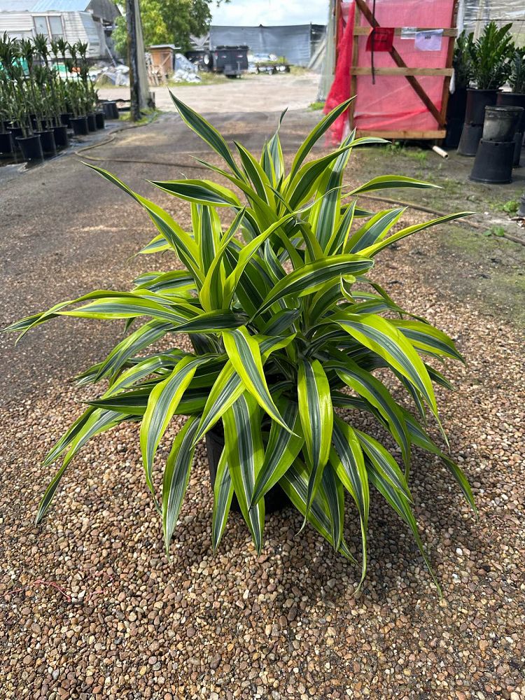 dracaena-fragrans-lemon-lime-chinese-moneytree-dragon-tree-dracaena-deremensis-lemon-lime