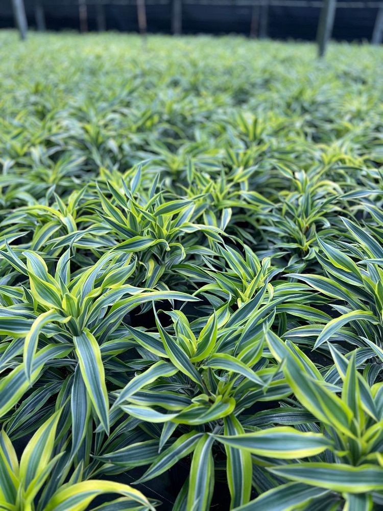 dracaena-fragrans-lemon-lime-chinese-moneytree-dragon-tree-dracaena-deremensis-lemon-lime