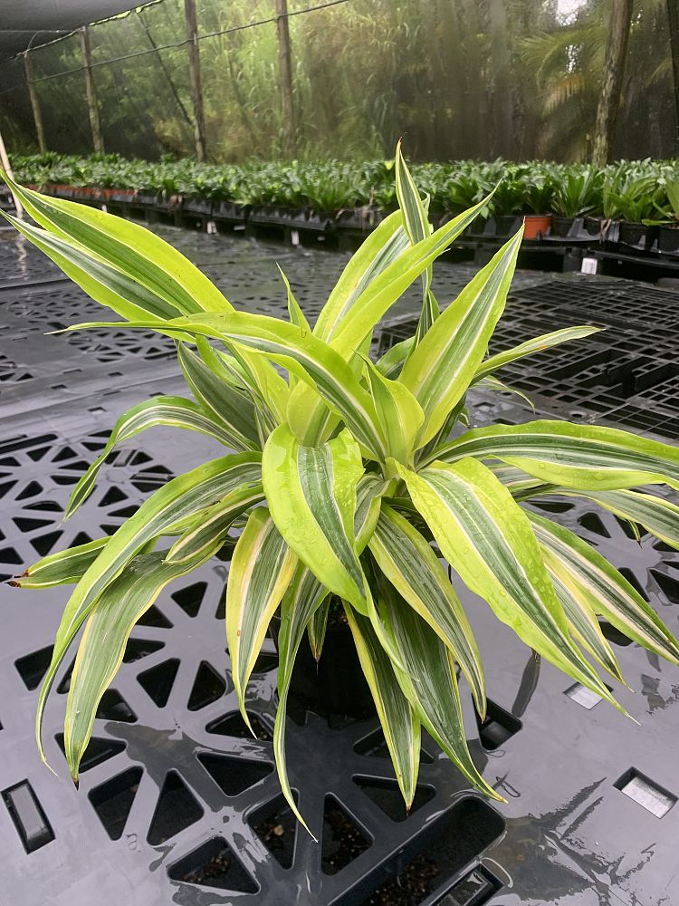 dracaena-fragrans-lemon-lime-chinese-moneytree-dragon-tree-dracaena-deremensis-lemon-lime