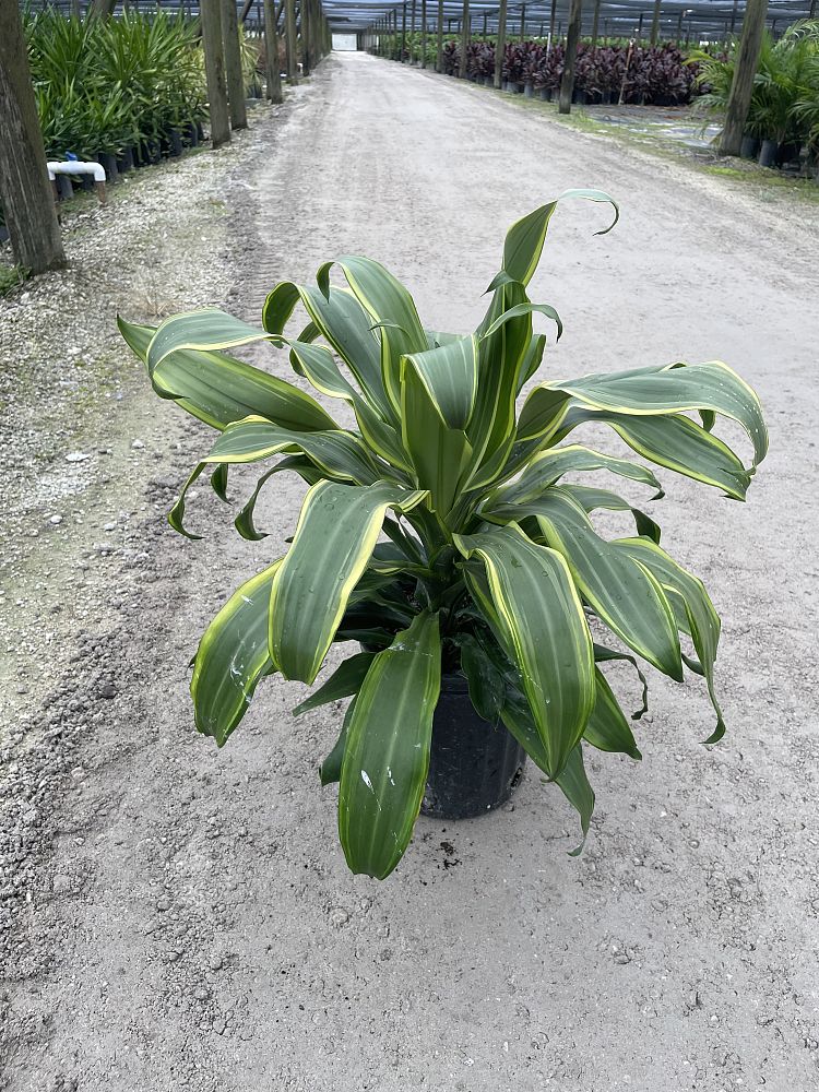 dracaena-fragrans-lemon-lime-chinese-moneytree-dragon-tree-dracaena-deremensis-lemon-lime
