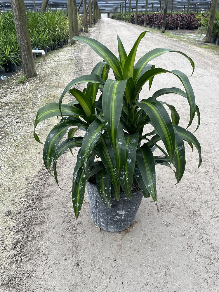 dracaena-fragrans-lemon-lime-chinese-moneytree-dragon-tree-dracaena-deremensis-lemon-lime