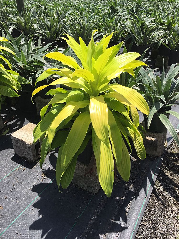 dracaena-fragrans-limelight-chinese-money-tree-dragon-tree
