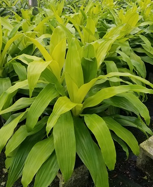 dracaena-fragrans-limelight-chinese-money-tree-dragon-tree