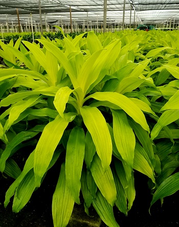 dracaena-fragrans-limelight-chinese-money-tree-dragon-tree