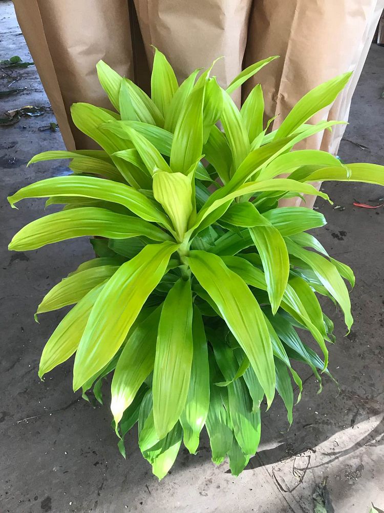 dracaena-fragrans-limelight-chinese-money-tree-dragon-tree