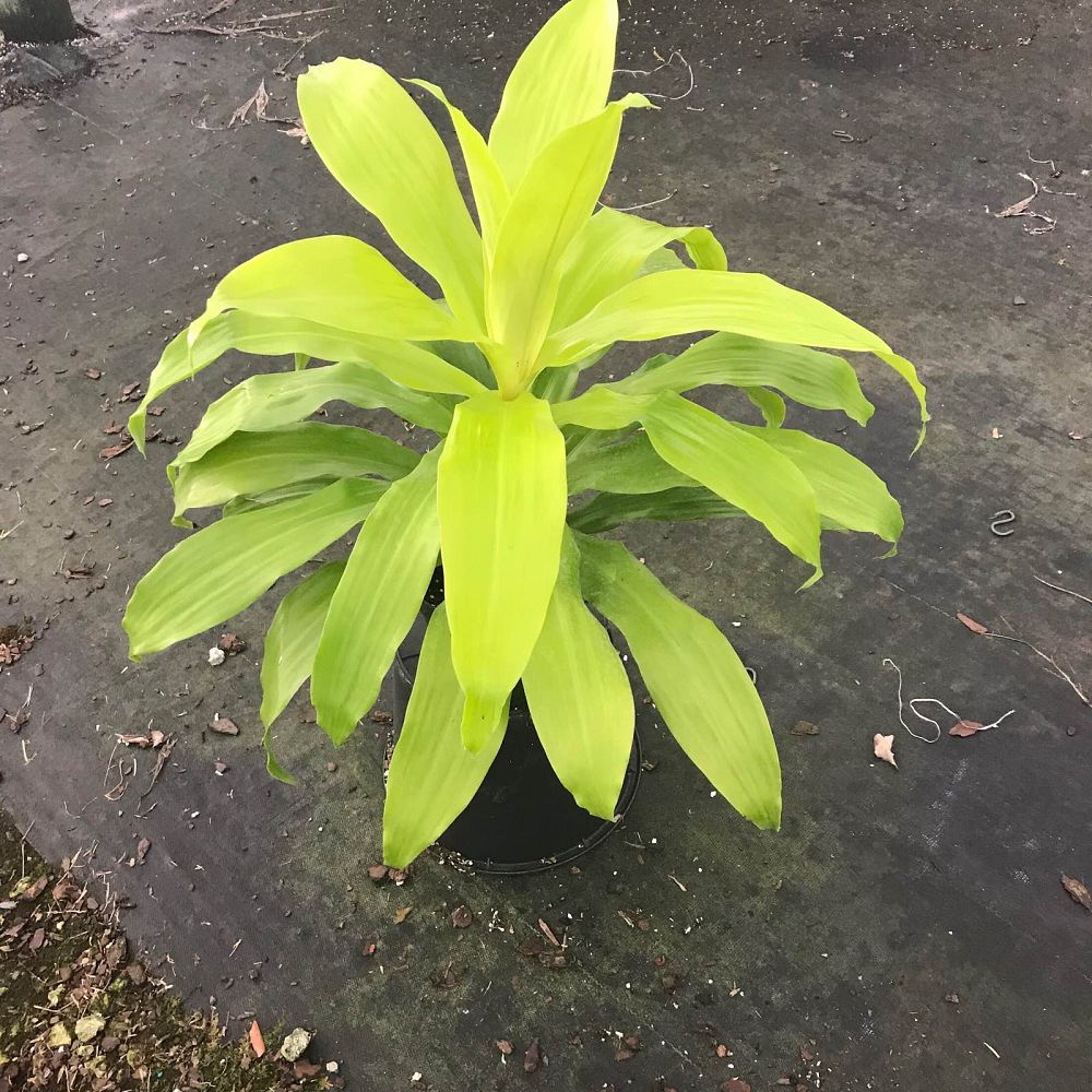 dracaena-fragrans-limelight-chinese-money-tree-dragon-tree