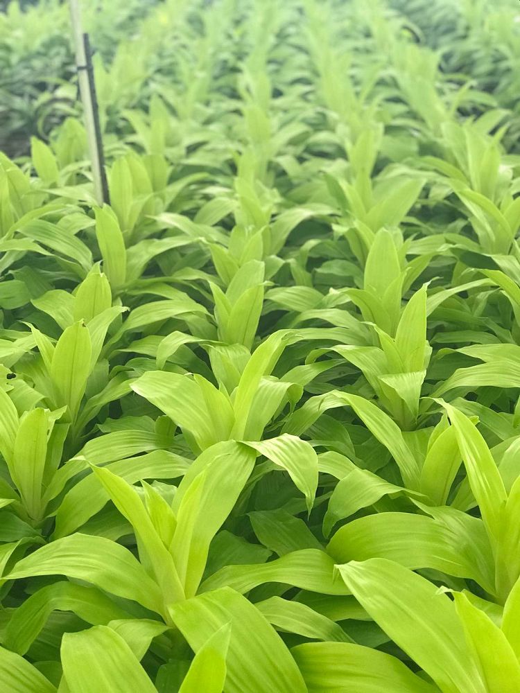 dracaena-fragrans-limelight-chinese-money-tree-dragon-tree