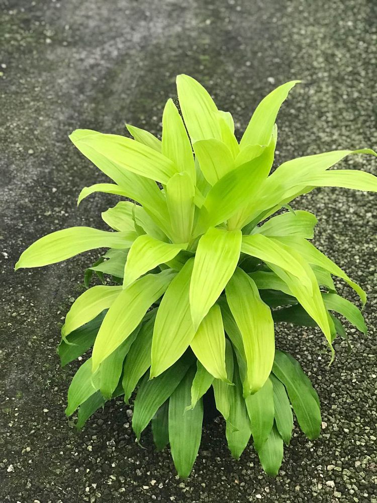 dracaena-fragrans-limelight-chinese-money-tree-dragon-tree