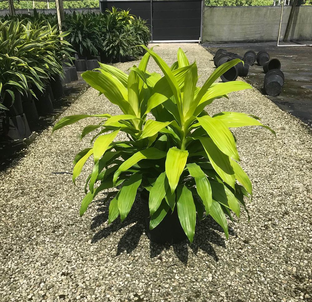 dracaena-fragrans-limelight-chinese-money-tree-dragon-tree