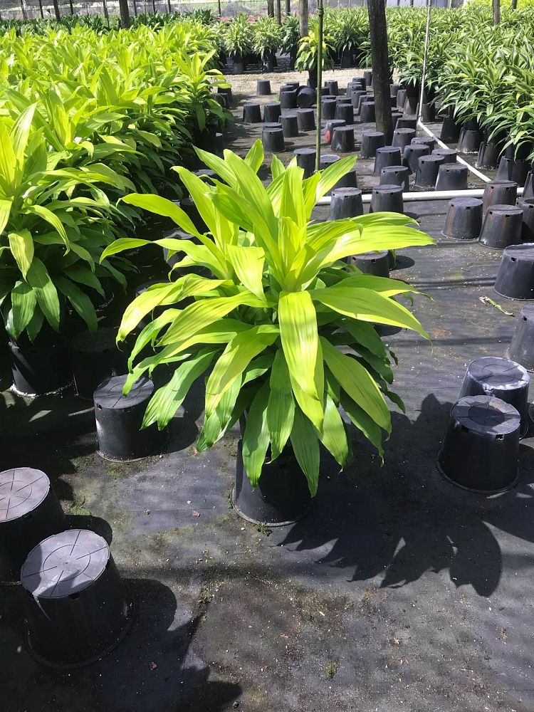 dracaena-fragrans-limelight-chinese-money-tree-dragon-tree