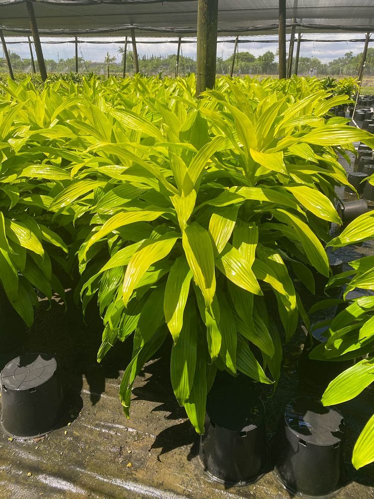 dracaena-fragrans-limelight-chinese-money-tree-dragon-tree