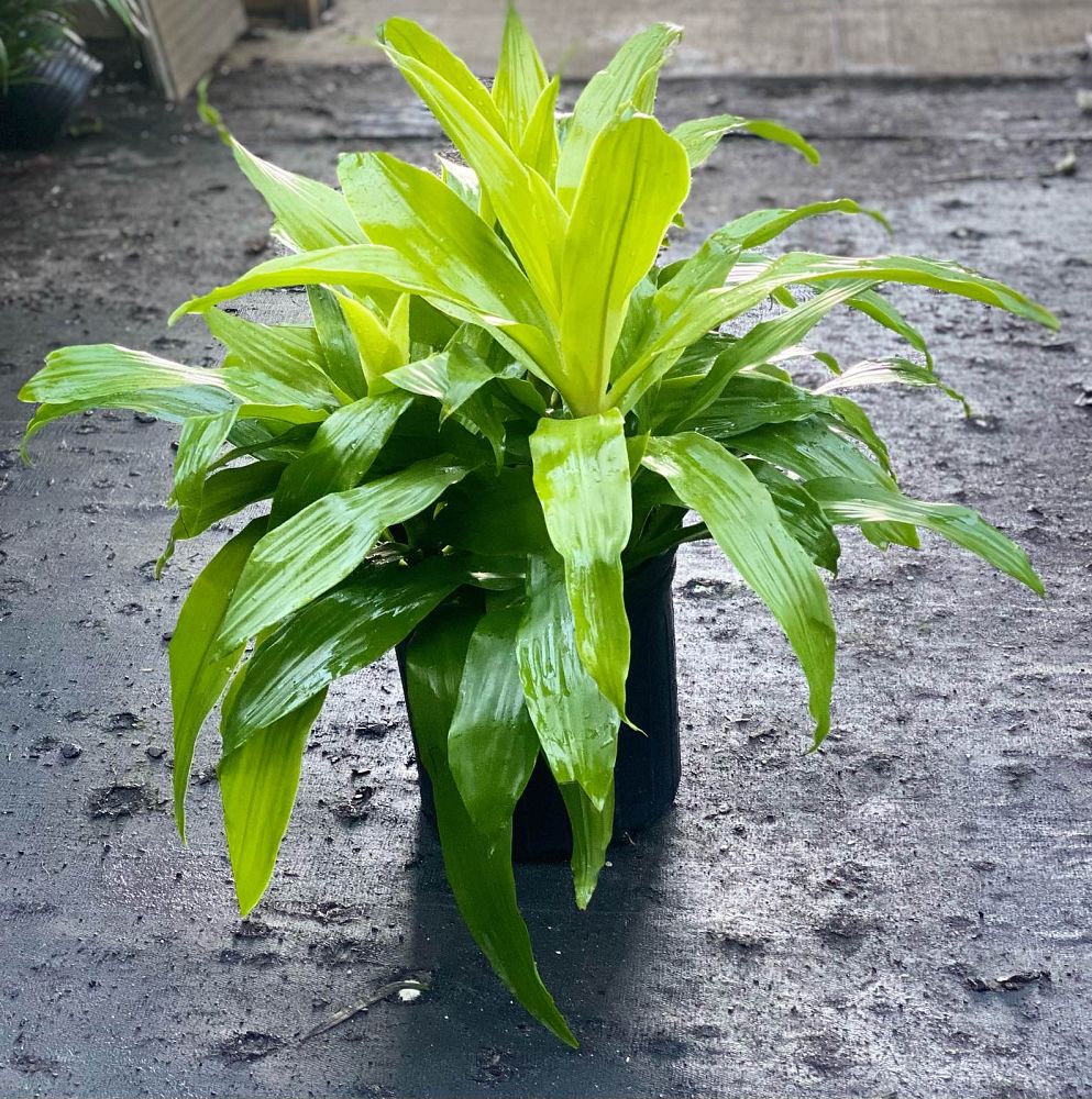 dracaena-fragrans-limelight-chinese-money-tree-dragon-tree