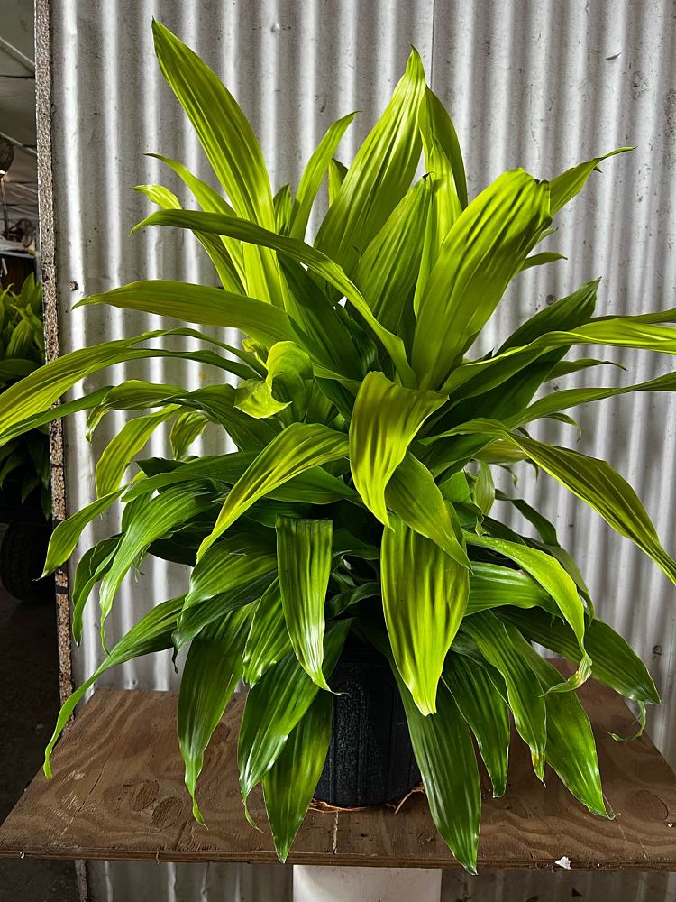 dracaena-fragrans-limelight-chinese-money-tree-dragon-tree