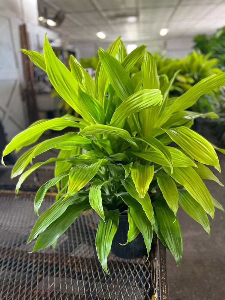 dracaena-fragrans-limelight-chinese-money-tree-dragon-tree