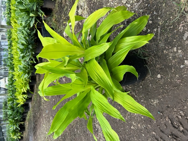 dracaena-fragrans-limelight-chinese-money-tree-dragon-tree