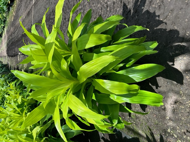 dracaena-fragrans-limelight-chinese-money-tree-dragon-tree