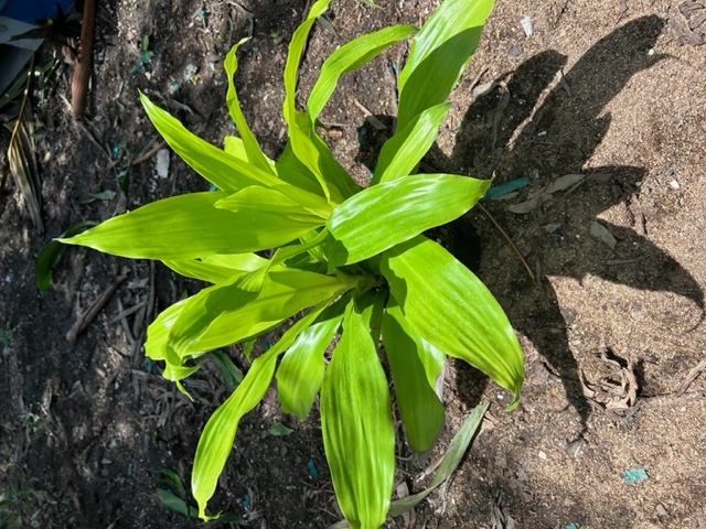 dracaena-fragrans-limelight-chinese-money-tree-dragon-tree