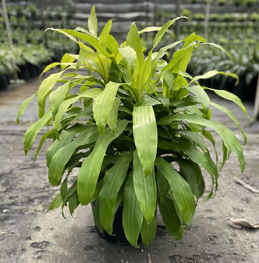 dracaena-fragrans-limelight-chinese-money-tree-dragon-tree
