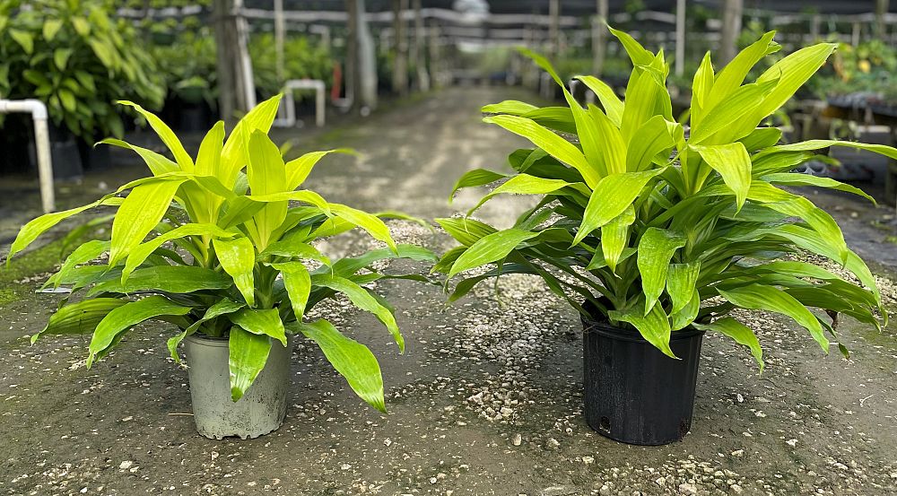 dracaena-fragrans-limelight-chinese-money-tree-dragon-tree