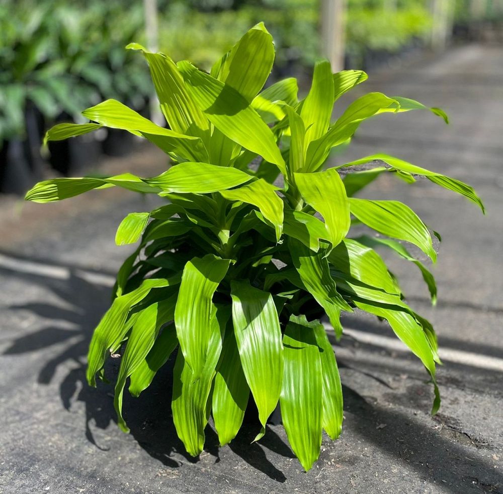 dracaena-fragrans-limelight-chinese-money-tree-dragon-tree
