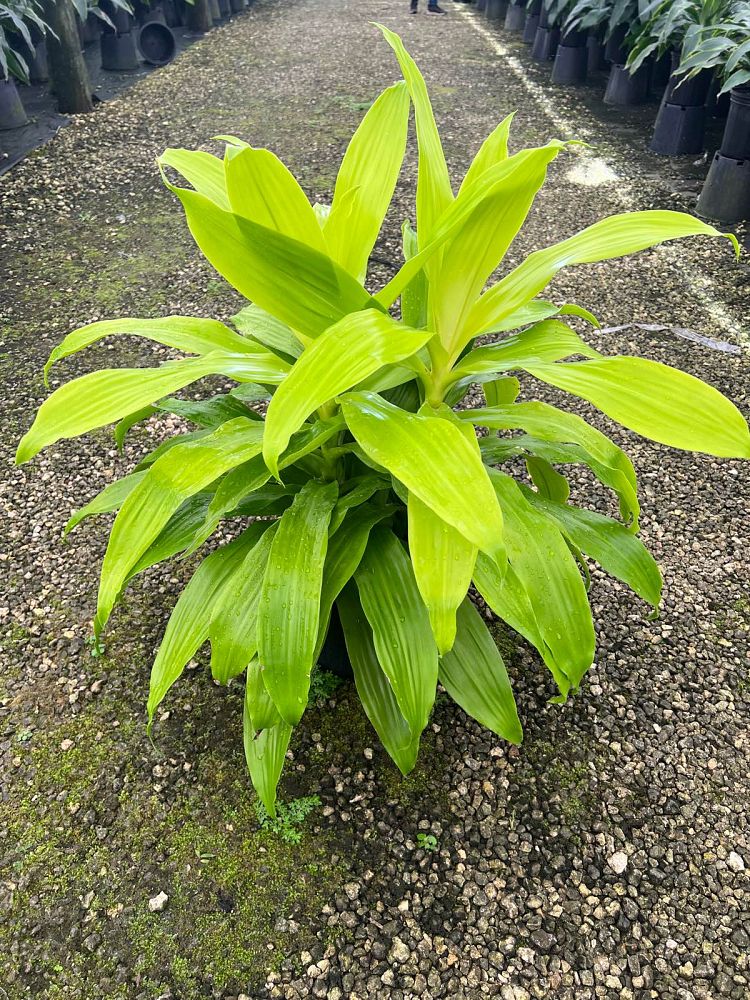 dracaena-fragrans-limelight-chinese-money-tree-dragon-tree