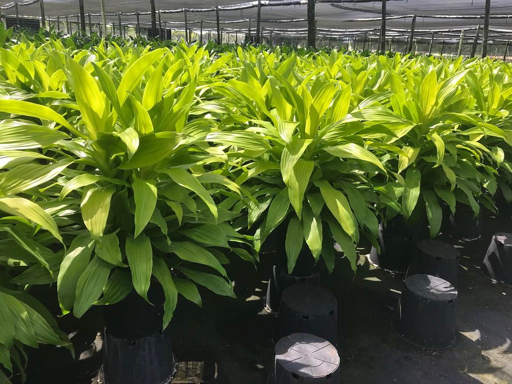 dracaena-fragrans-limelight-chinese-money-tree-dragon-tree