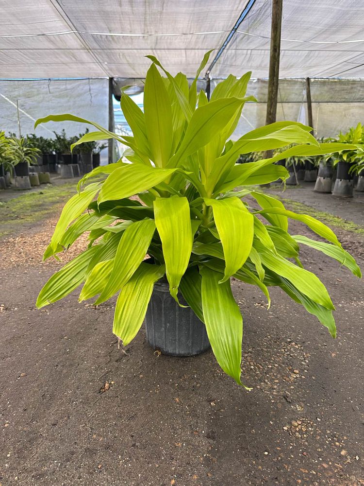 dracaena-fragrans-limelight-chinese-money-tree-dragon-tree