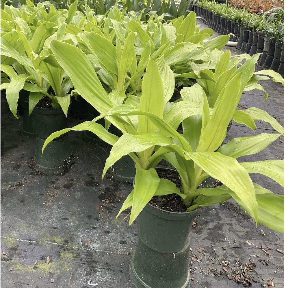 dracaena-fragrans-limelight-chinese-money-tree-dragon-tree