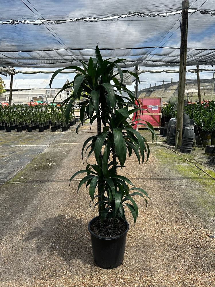 dracaena-fragrans-lisa-chinese-money-tree-dragon-tree