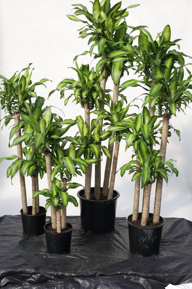 dracaena-fragrans-massangeana-corn-plant