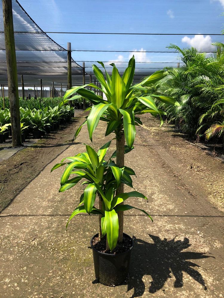 dracaena-fragrans-massangeana-corn-plant