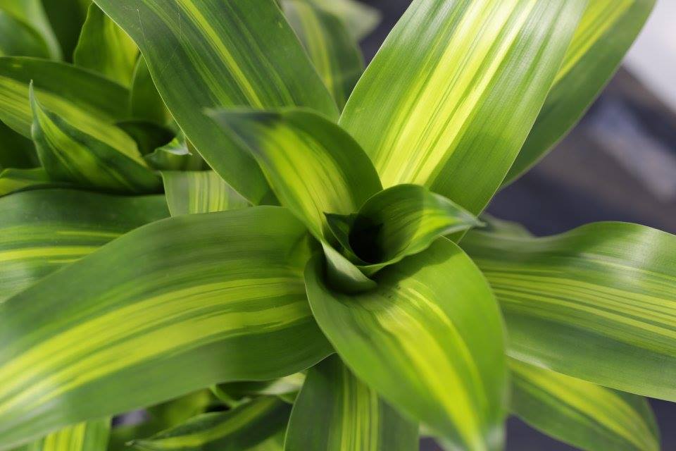 dracaena-fragrans-massangeana-corn-plant