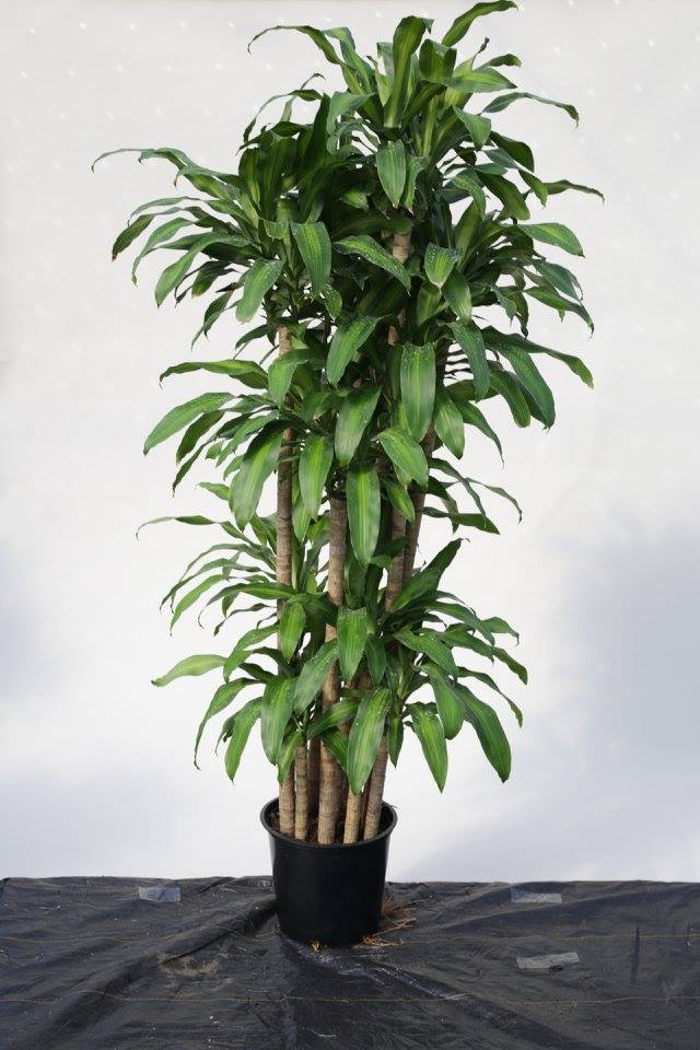 dracaena-fragrans-massangeana-corn-plant