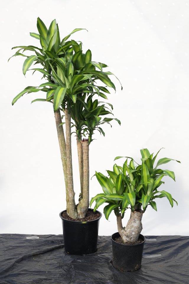 dracaena-fragrans-massangeana-corn-plant