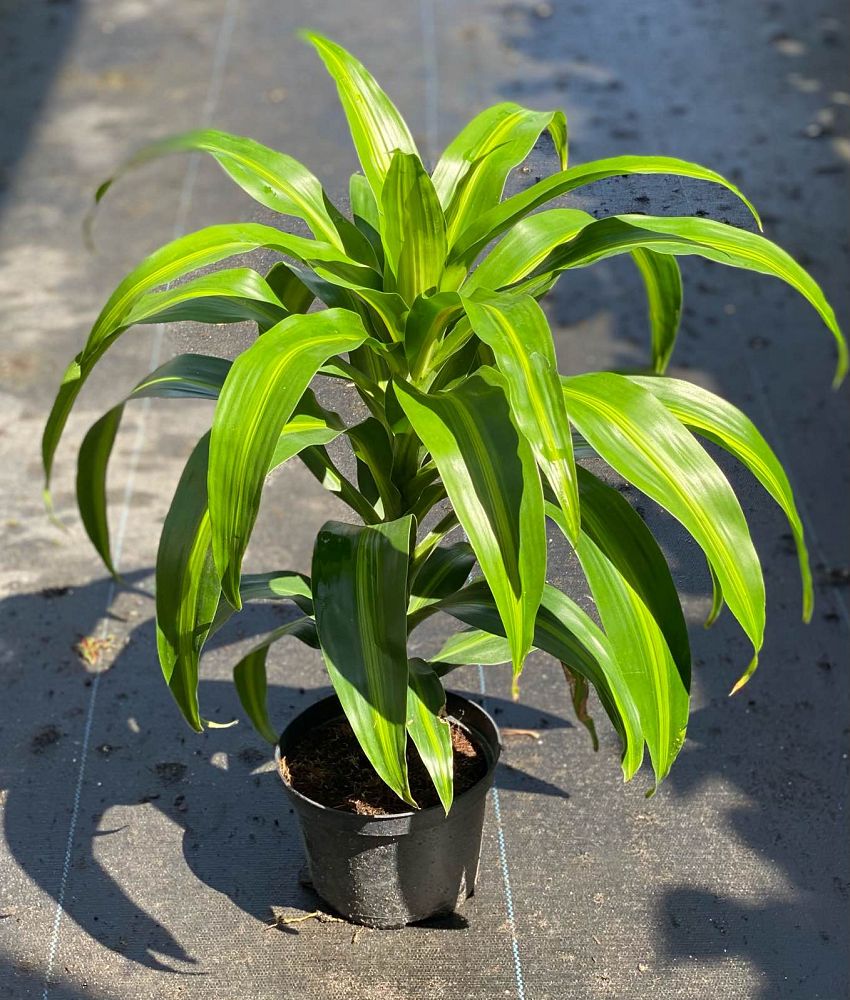 dracaena-fragrans-massangeana-corn-plant