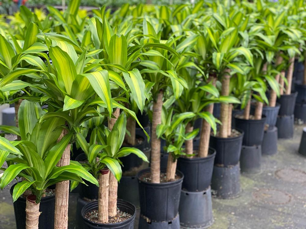dracaena-fragrans-massangeana-corn-plant