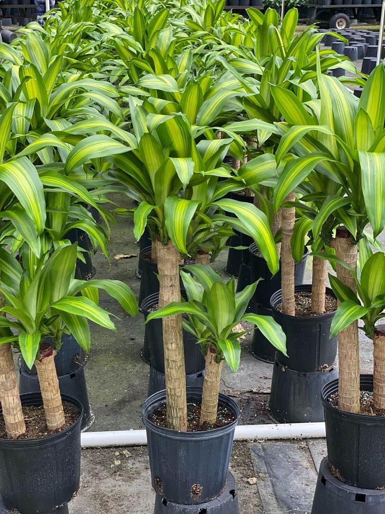 dracaena-fragrans-massangeana-corn-plant