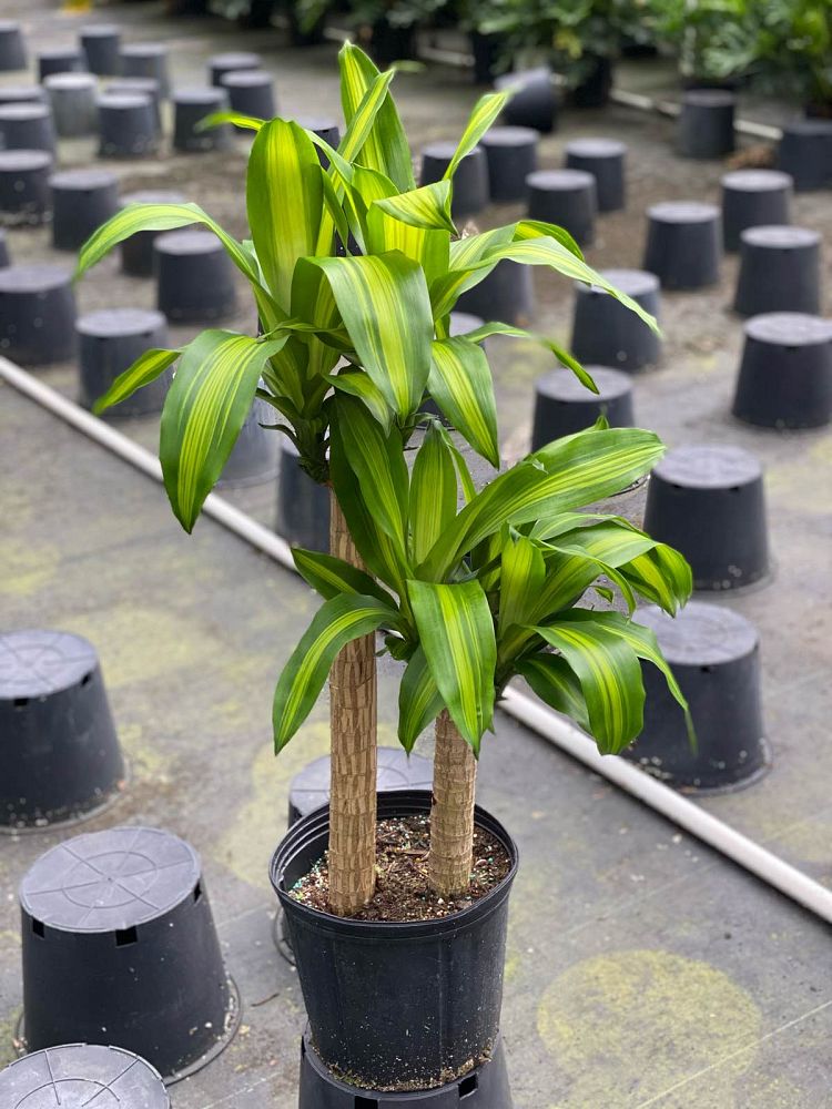 dracaena-fragrans-massangeana-corn-plant