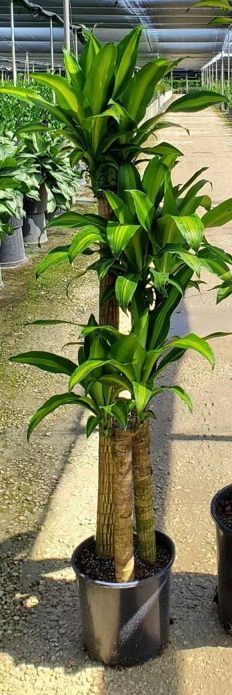 dracaena-fragrans-massangeana-corn-plant
