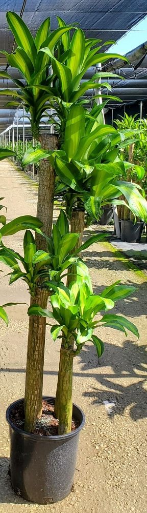 dracaena-fragrans-massangeana-corn-plant
