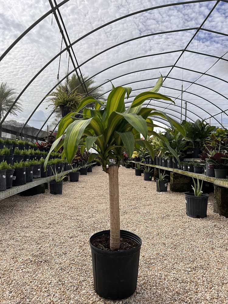 dracaena-fragrans-massangeana-corn-plant