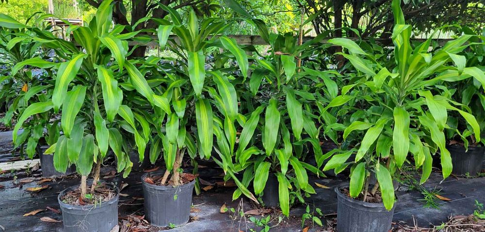 dracaena-fragrans-massangeana-corn-plant