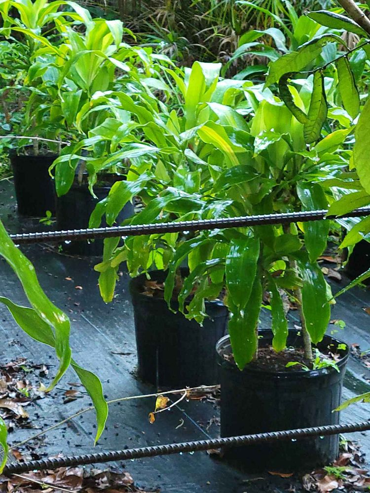 dracaena-fragrans-massangeana-corn-plant